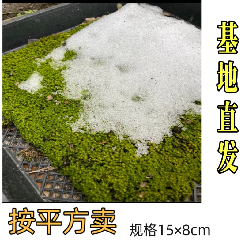 庭院造景苔藓东亚砂藓盆景铺面生态装饰青苔草皮不怕晒不怕冷绿植