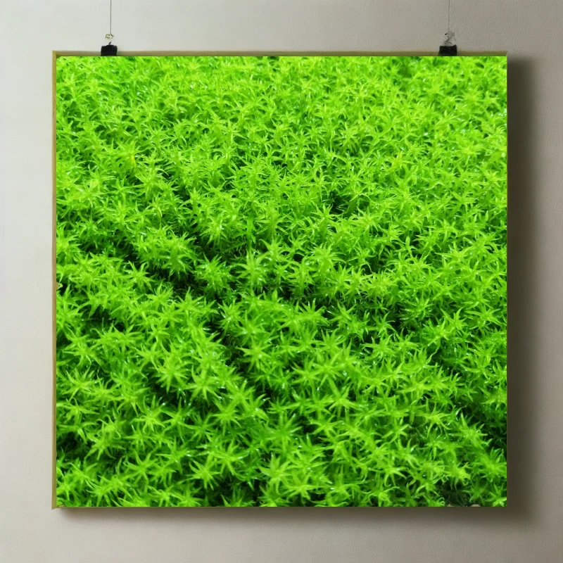 星星藓耐热耐暴晒中式花园微景观苔藓草皮花盆铺面水陆缸桌面景观