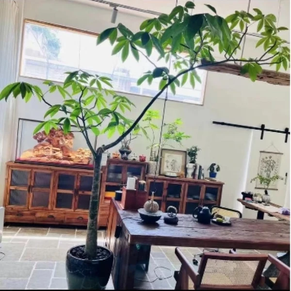 原生发财树单飘造型老桩意境高级感奶油极简原木百搭净化空气6