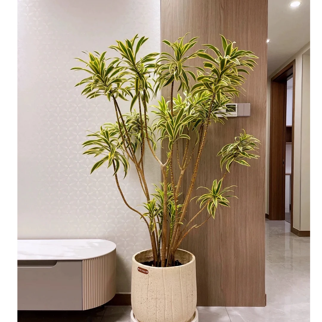 北欧风金边百合竹办公室客厅老桩盆栽好养