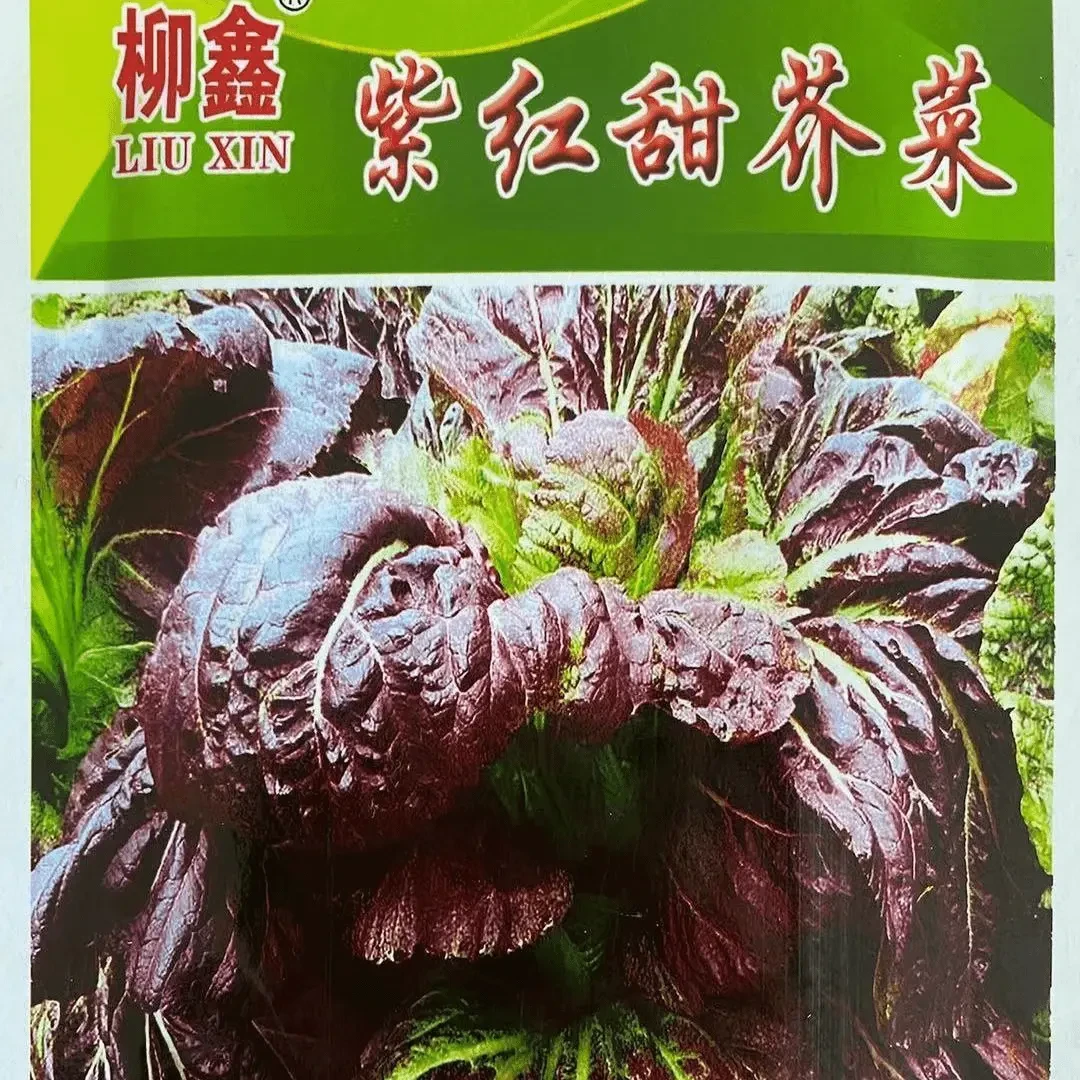 【今年新种】紫红甜芥菜种子大叶青菜种子紫色芥菜宽帮宽叶