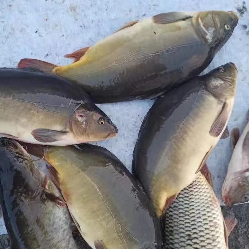 东北特产二龙湖三道鳞鱼年货餐桌美食肉质细腻好吃顺丰包邮