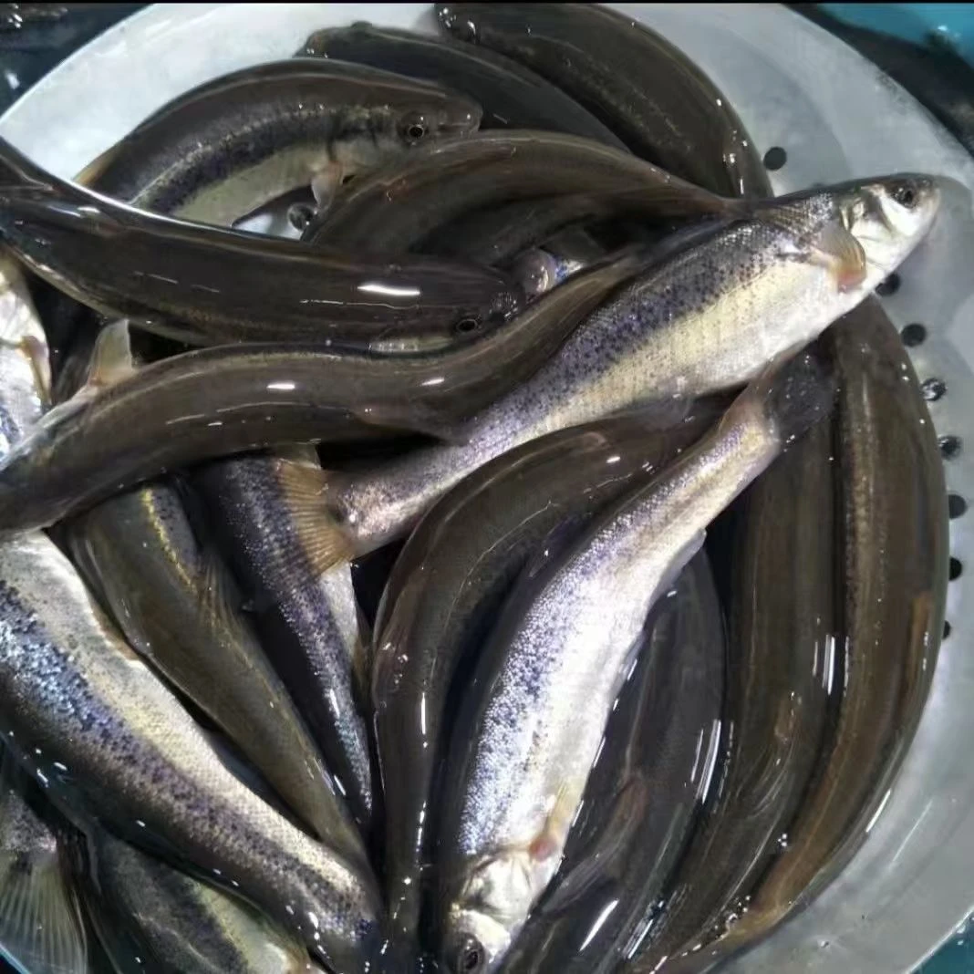 【顺丰包邮】东北柳根鱼冷水鱼味道鲜美坏单包赔