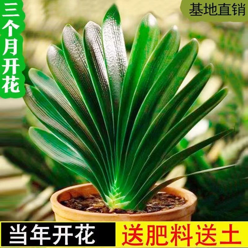 【精品】花君子兰盆栽君子兰苗四季常青月季花植物室内办公室好养