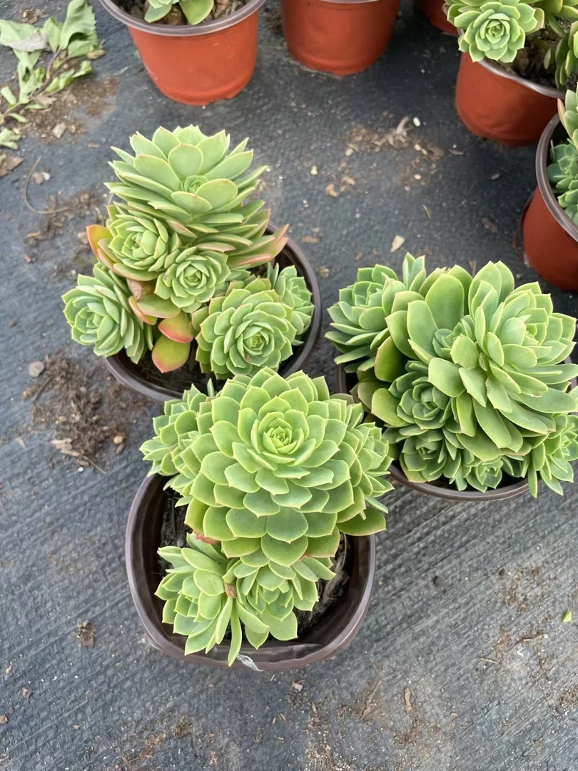 绿蔷薇 多肉植物新手好养（满9.9包邮）