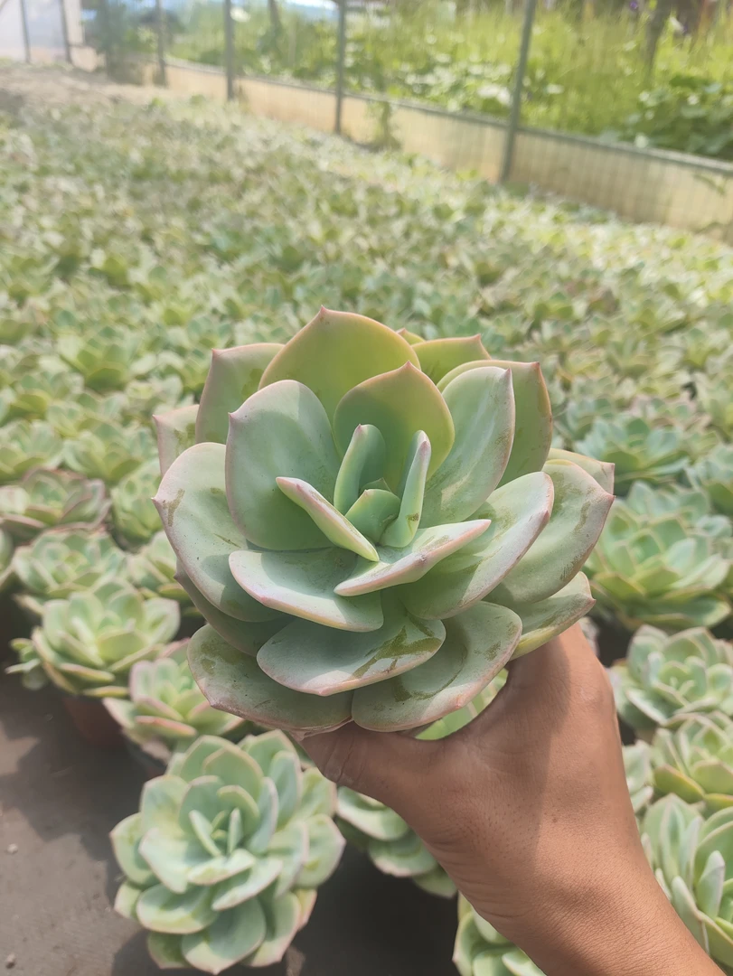 小白凤 多肉植物(全店满9.9包邮