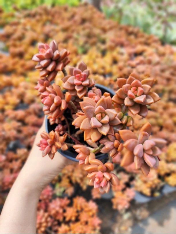 姬胧月散群带盆 多肉植物（全店满9.9包邮