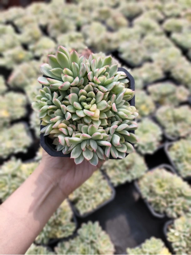 女雏锦 多肉植物(全店满9.9包邮