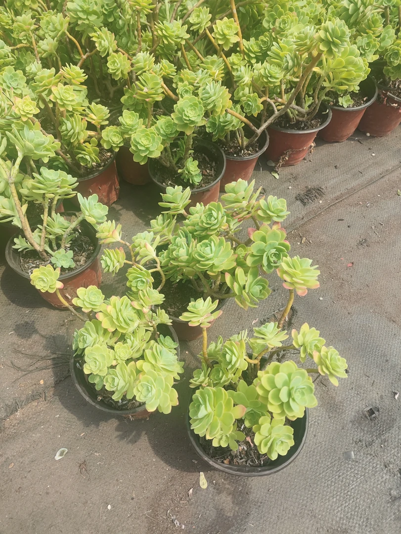 薄化妆 多肉植物(全店满9.9包邮