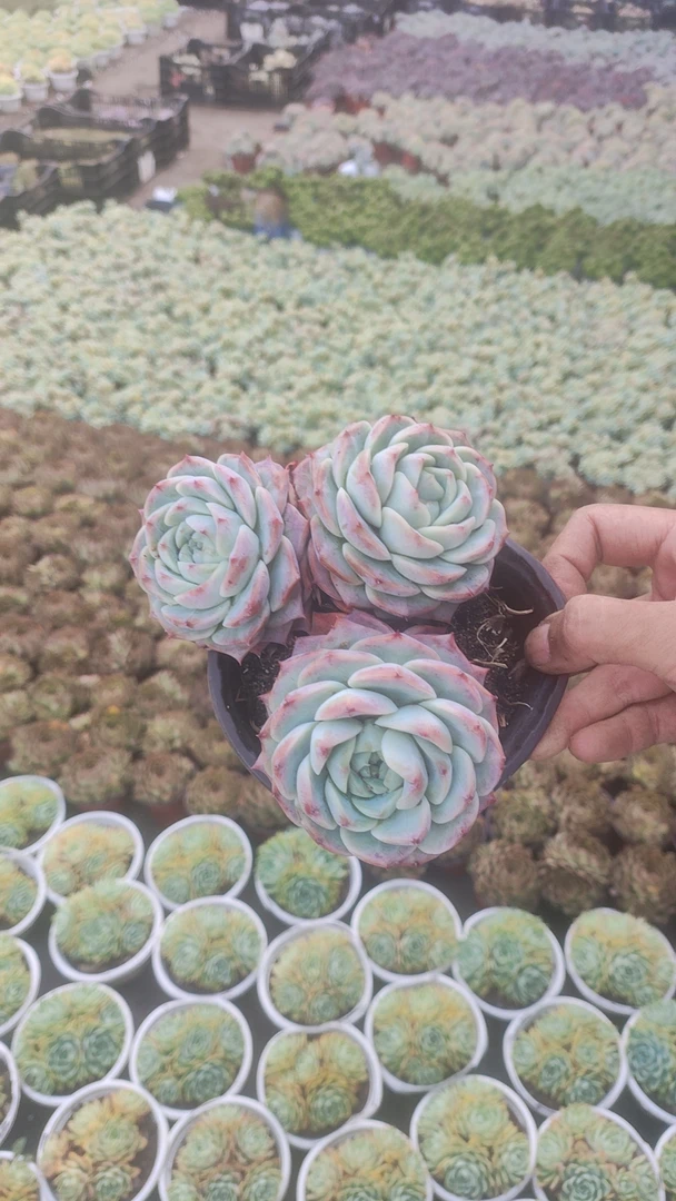 小天鹅绒 多肉植物新手好养(满9.9包邮)