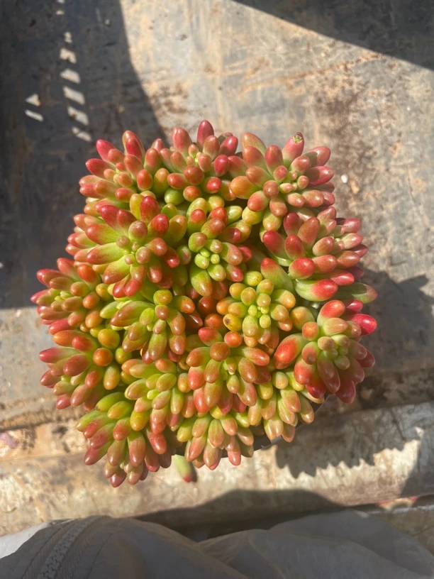 虹之玉 多肉植物新手好养（满9.9包邮）