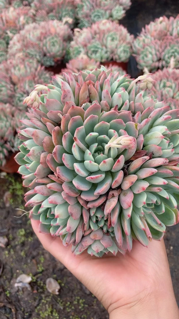 娜娜小勾 多肉植物新手好养粉色（全店满9.9包邮）