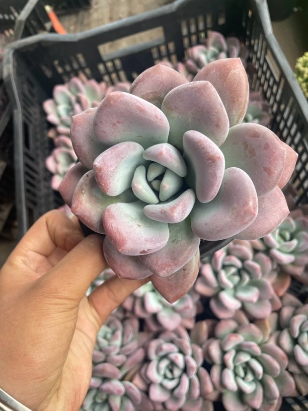 奥普琳娜 多肉植物新手好养（全店满9.9包邮）