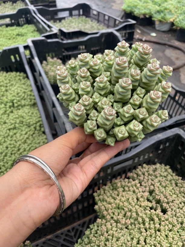 钱串多肉植物 新手好养（全店满9.9包邮）