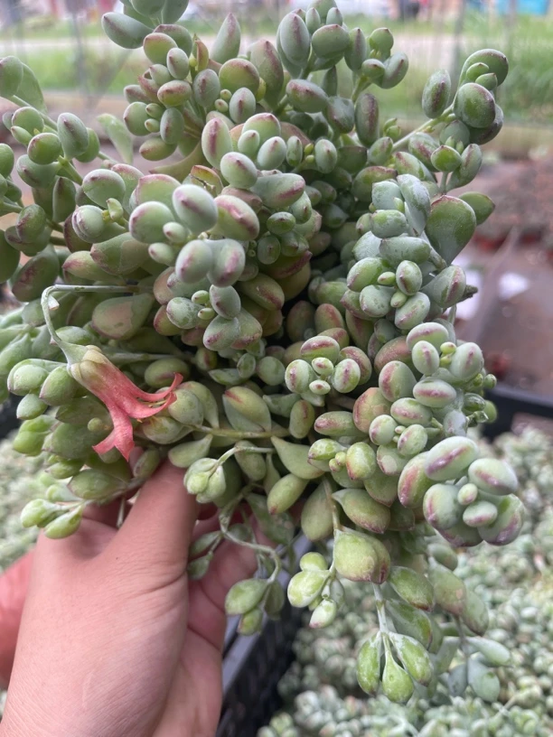 达摩福娘 散群带盆带土多肉植物新手好养（满9.9包邮）