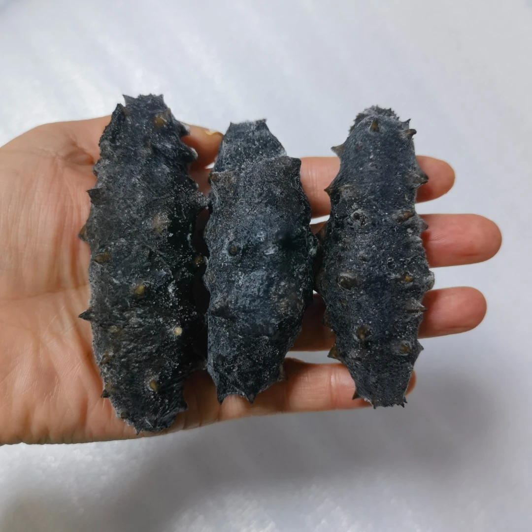 【长海县冻煮海参】新鲜冻煮海参 顺丰包邮 冷水