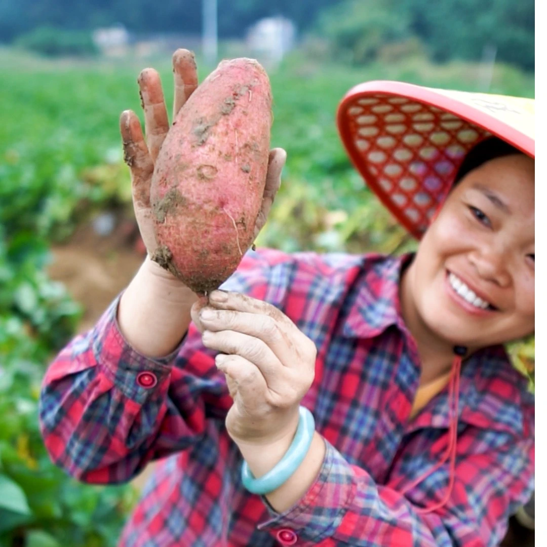 现挖新鲜红薯香甜粉糯鲜地瓜薯香基地原产地直销蒸煮烤红薯优质