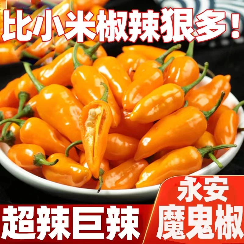 500g超辣巨辣魔鬼椒变态辣永安黄椒子弹椒小米辣五彩椒辣鲜香蔬菜