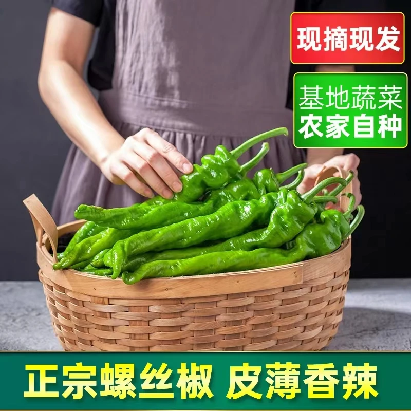 【开播福利】螺丝椒宠粉特惠皱皮青椒尖椒新鲜蔬菜现摘现发