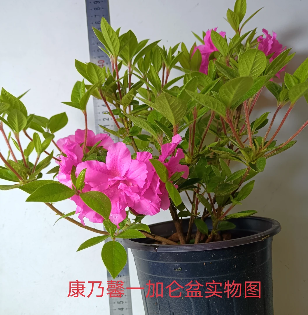安酷杜鹃花之康乃馨一加仑盆随机发货