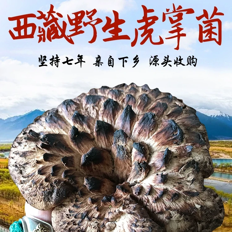 西藏野生虎掌菌昌都海拔4000米野生獐子菌黑虎掌菌干货250克包邮