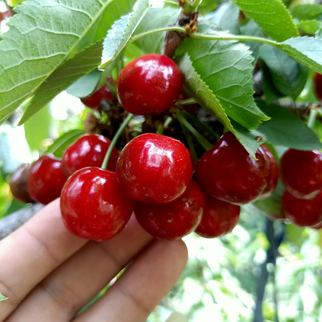 车厘子大樱桃树苗