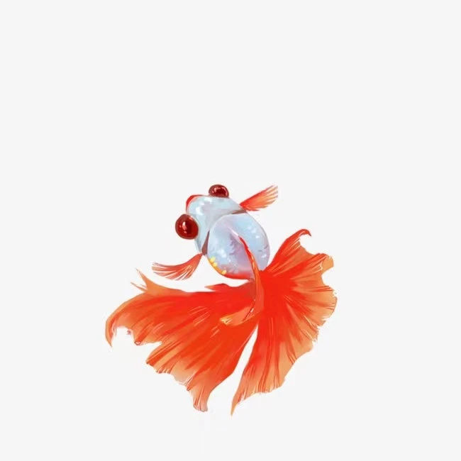 金鱼活鱼活体鎏金龙睛观赏鱼小金鱼冷水鱼锦鲤鱼苗蝶尾淡水小型鱼