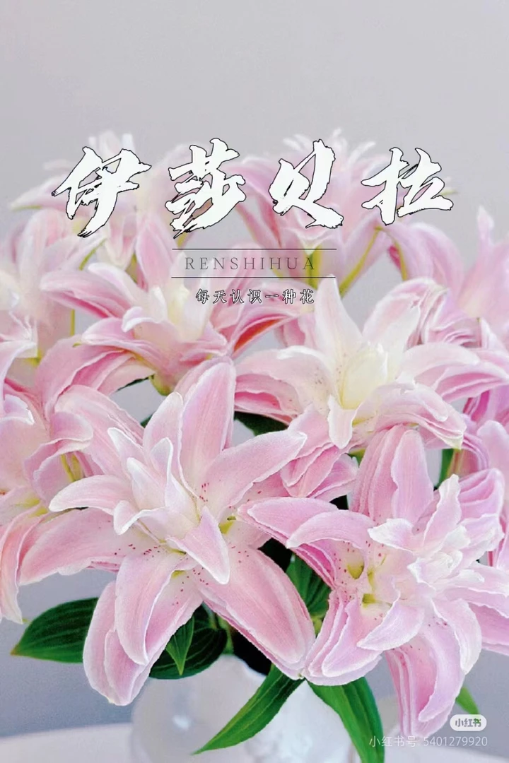 伊莎贝拉重瓣百合   居家办公优选《东北基地发货》