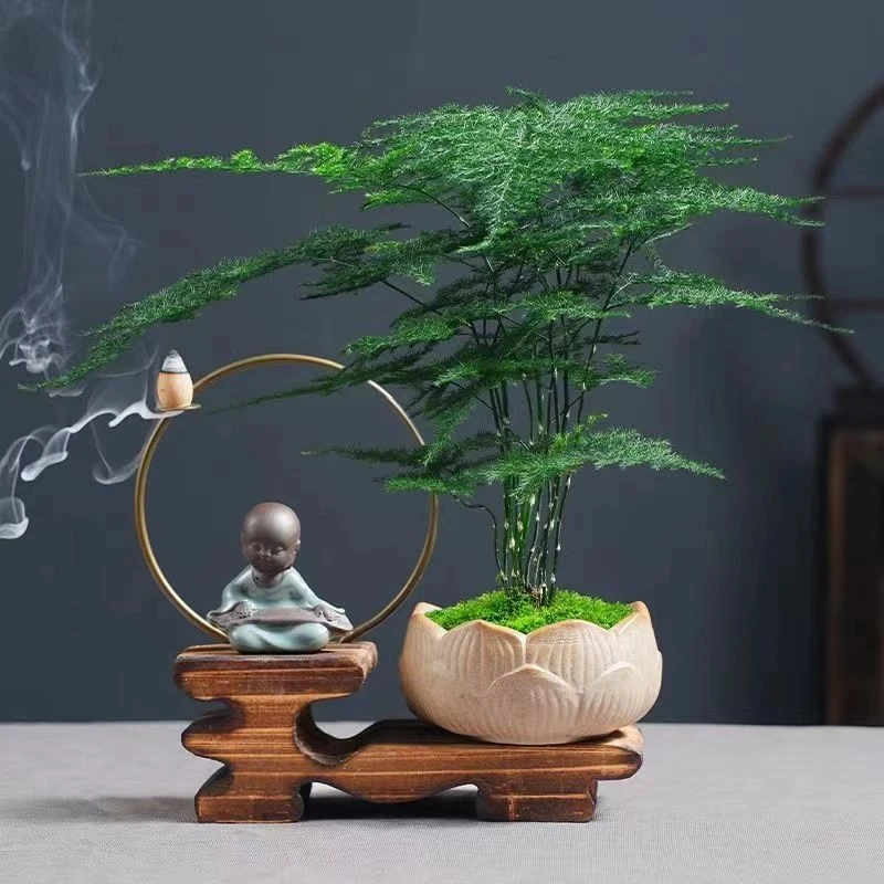 文竹盆栽植物室内花卉客厅办公室桌面小绿植懒人好养云竹四季常青