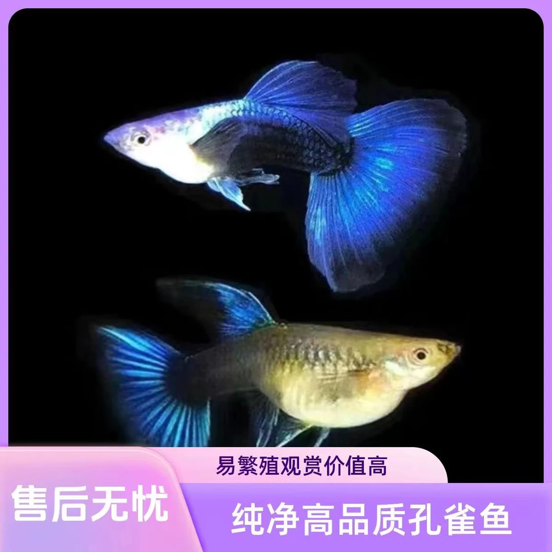 蓝礼服孔雀鱼 以直播间为准！（入缸不包损)