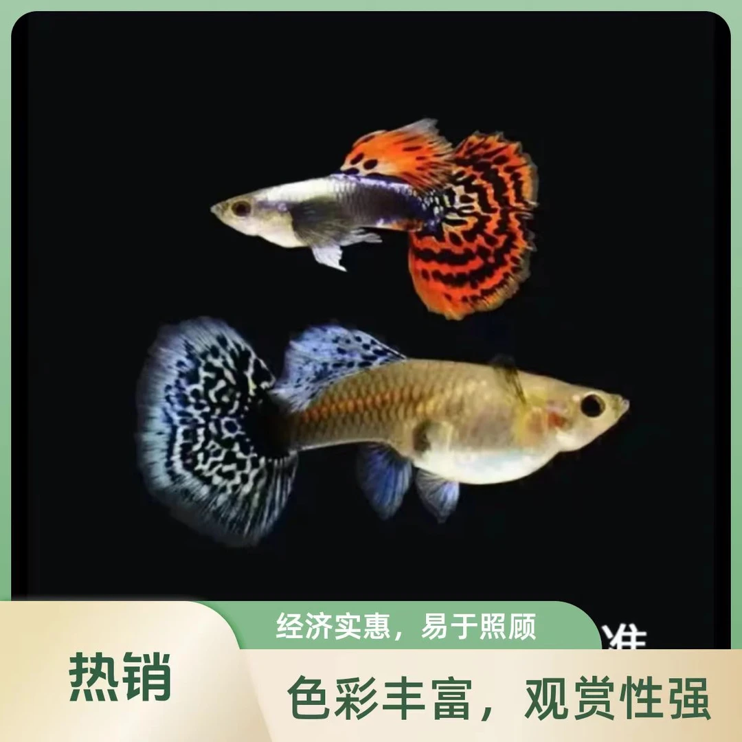 大耳朵马赛克孔雀鱼 以直播间为准！（无开箱视频不报损！)