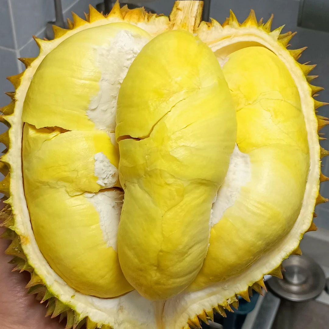 【A级-液氮树熟金枕】2号一果一拍-新鲜现开 衡阳同城配送