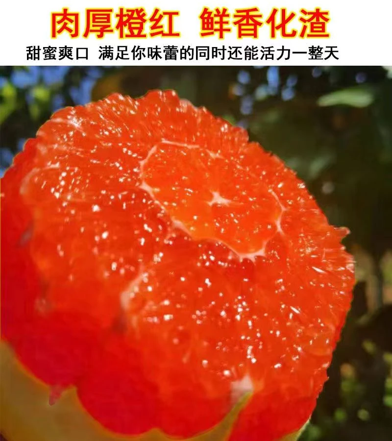 正宗湖北宜昌秭归三峡中华红橙原生态5斤小果试吃现摘现发包邮