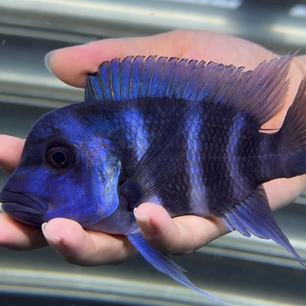 萨伊蓝兰热带鱼活体进口三湖慈鲷坦鲷伊巴卡皇冠六间鱼