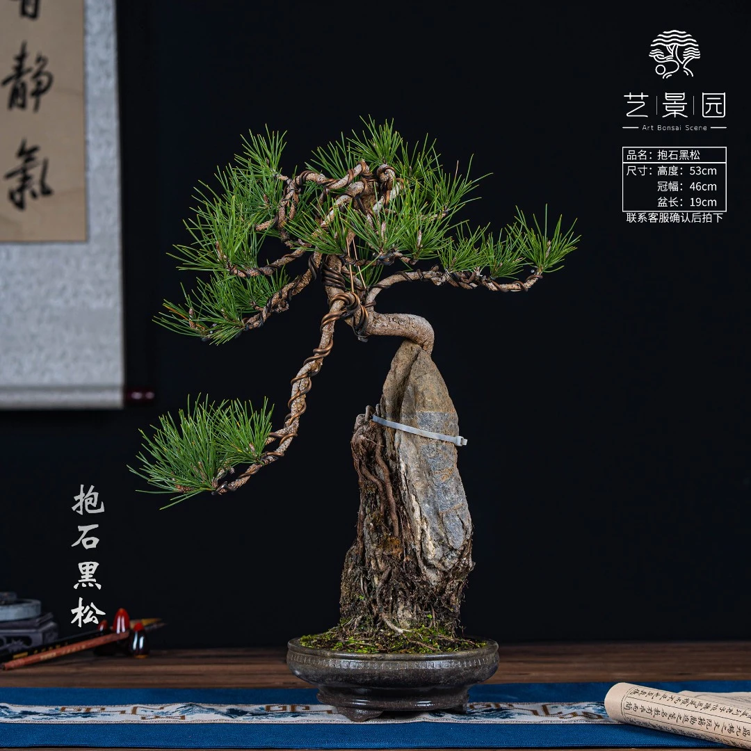 【艺景园】抱石提根黑松 古风艺术观赏盆栽 耐晒阳台精品盆景植物