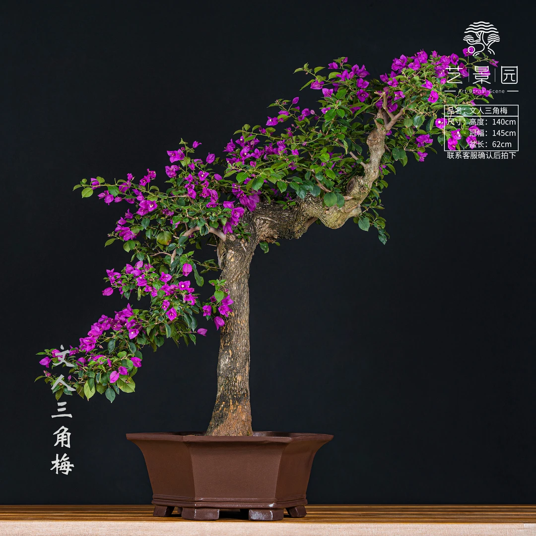 王子的花园-三角梅通用链接一物一拍   直播间截图为准（3680）