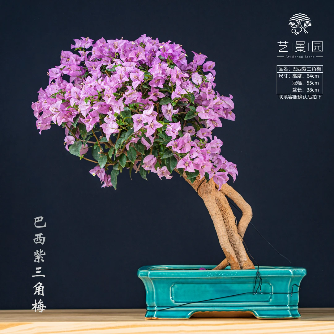 王子的花园-三角梅通用链接一物一拍   直播间截图为准（1080）