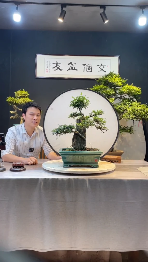 【闪购商品】盆景抱石胡椒木