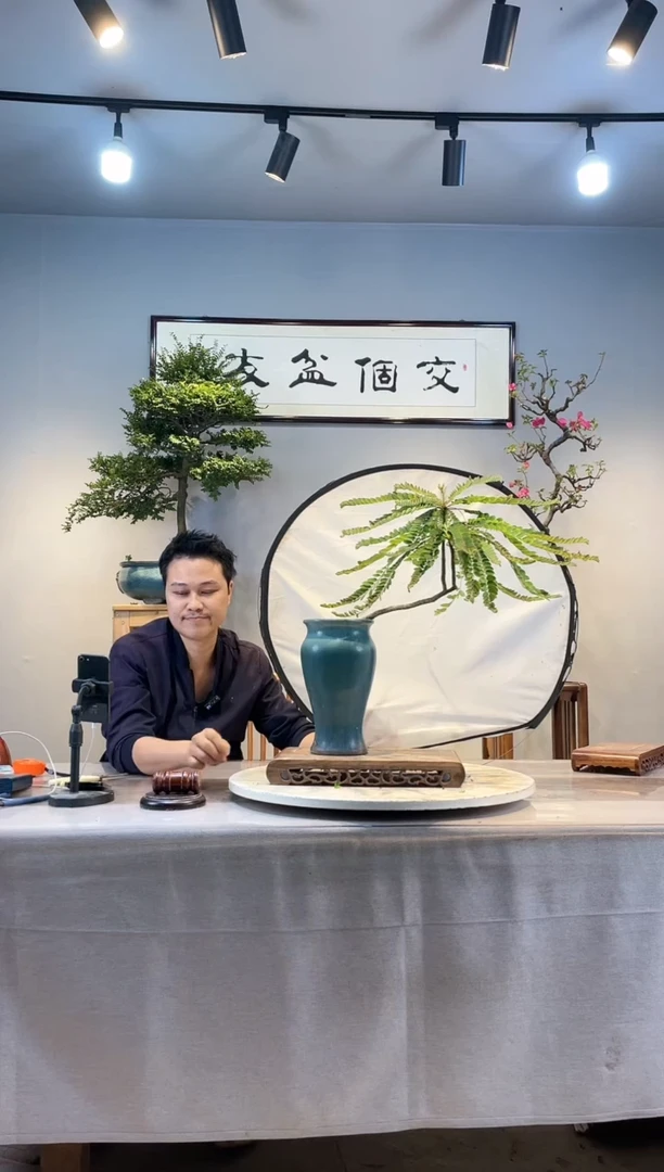 【闪购商品】盆景叶下珠