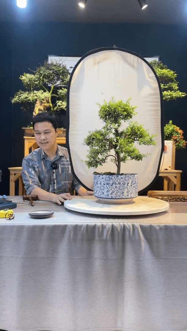 【闪购商品】盆景小叶赤楠