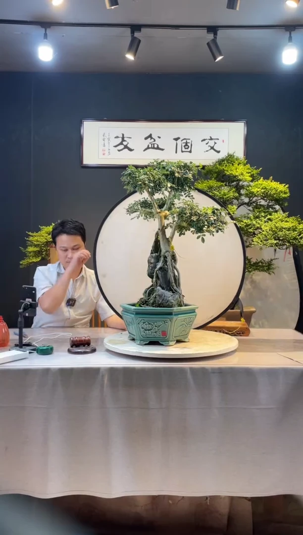 【闪购商品】盆景对节白蜡