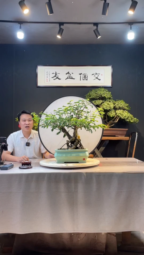 【闪购商品】盆景合欢