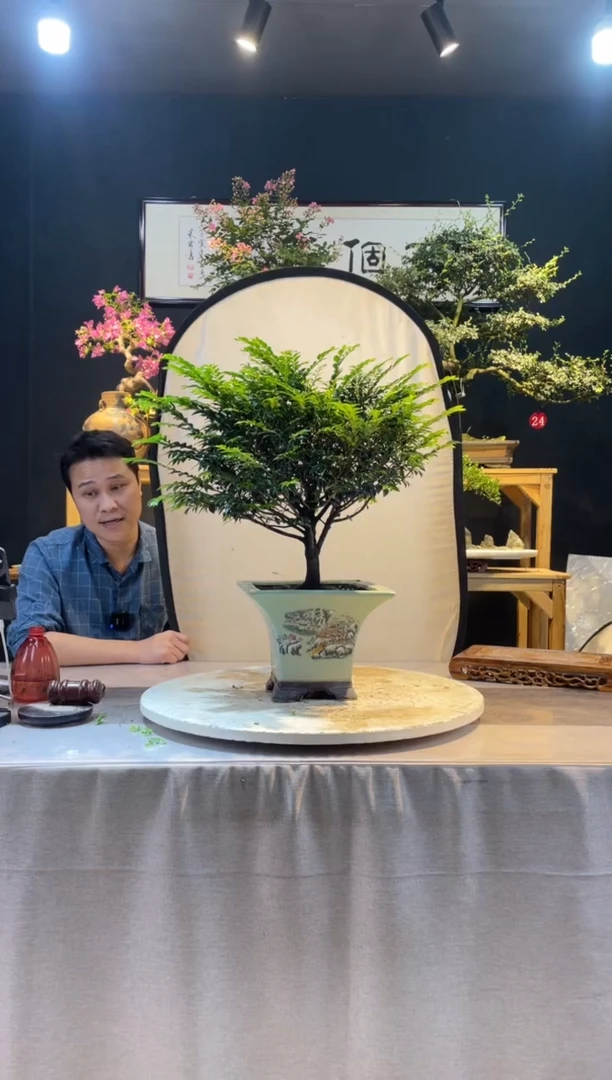 【闪购商品】盆景黑骨茶
