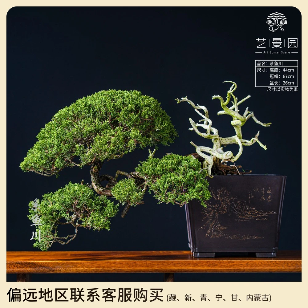 【艺景园】系鱼川真柏 古风寓意 别墅庭院 高端盆景