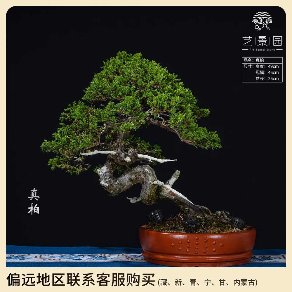 【艺景园】临水式舍利真柏 别墅庭院观赏高货 古风禅意 高端盆景