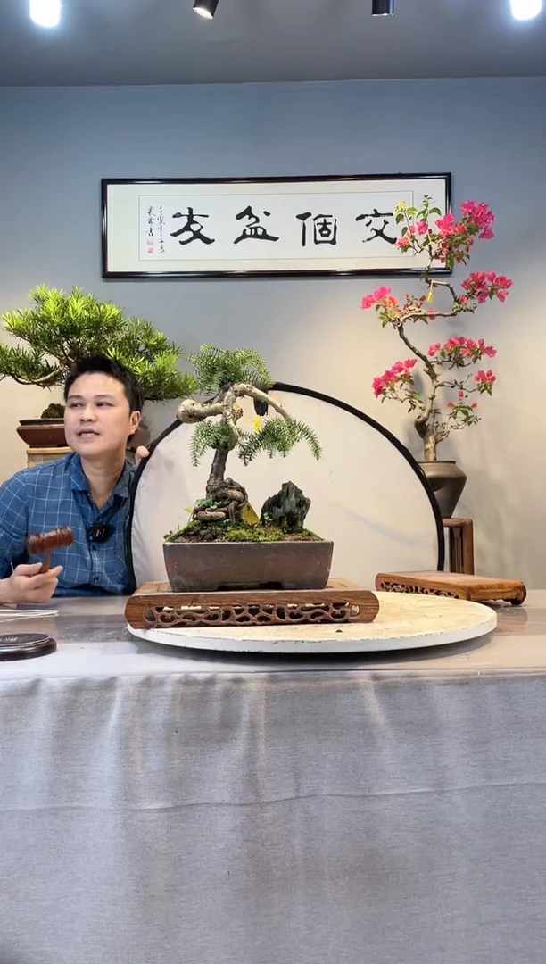 【闪购商品】盆景澳洲杉