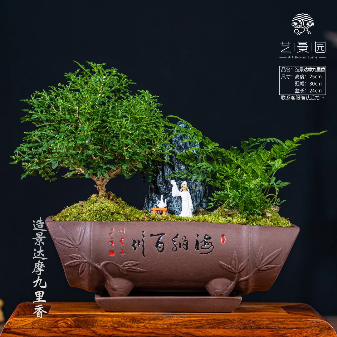 【艺景园】海纳百川达摩九里香 茶桌精品盆景 高端盆景植物