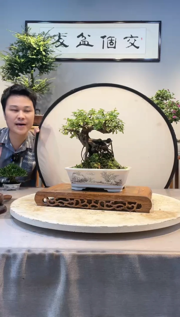 【闪购商品】盆景雀梅
