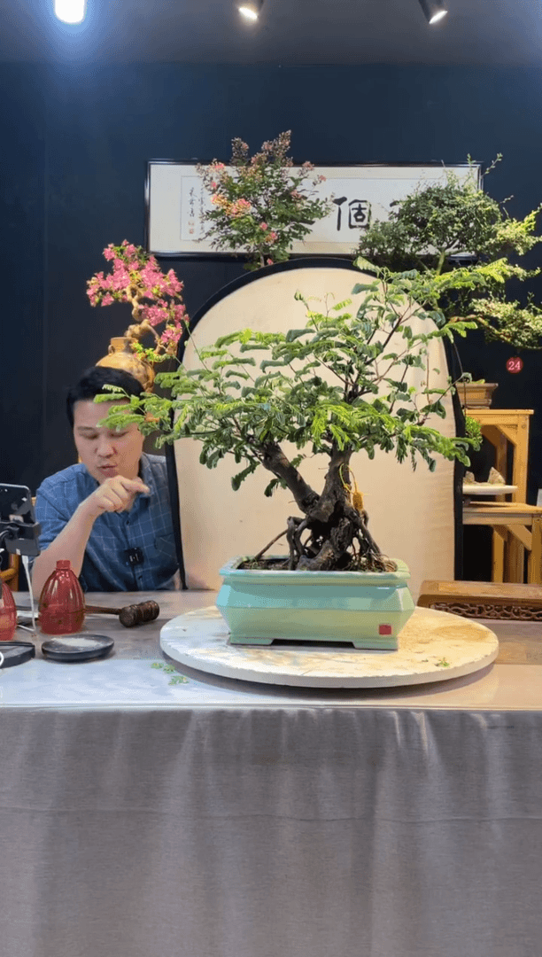 【闪购商品】盆景合欢