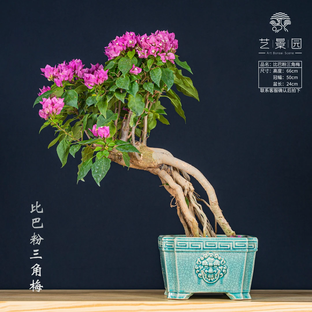 王子的花园-三角梅通用链接一物一拍   直播间截图为准（980）